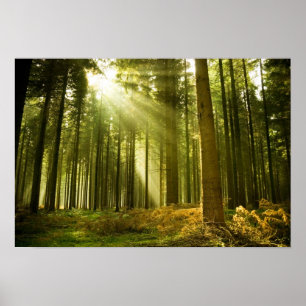Póster Floresta de pinheiros com brilho solar