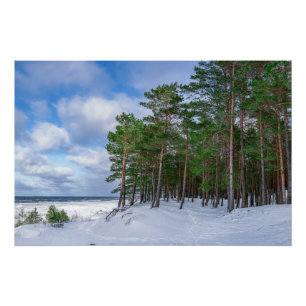 Póster Floresta de pinheiros perto da costa marítima da L