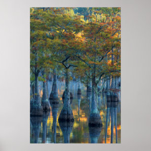 Poster Floresta de Pond Cypress Trees