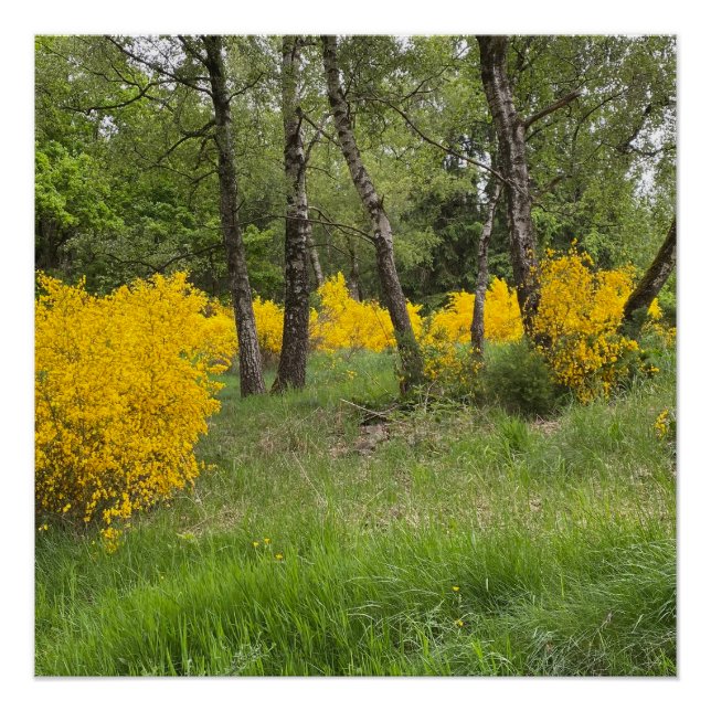 Póster Floresta de primavera no Luxemburgo viagem (Frente)