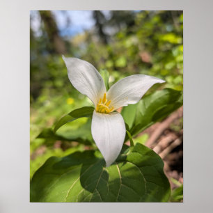 Poster Floresta de Trílio Branco Flor Macro