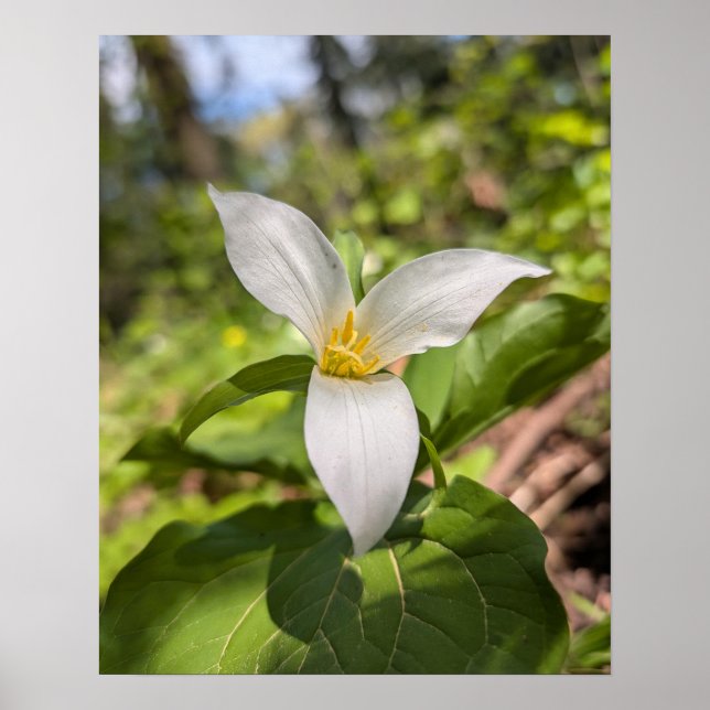 Poster Floresta de Trílio Branco Flor Macro (Frente)