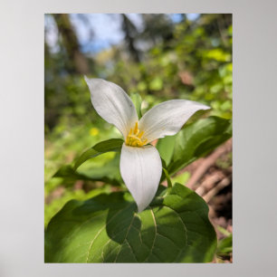 Poster Floresta de Trílio Branco Flor Macro