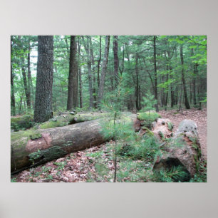 Póster Floresta de Walden