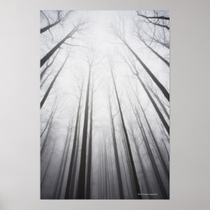 Póster Floresta do inverno na névoa, New-jersey