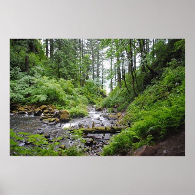 Póster Floresta do Oregon (Frente)