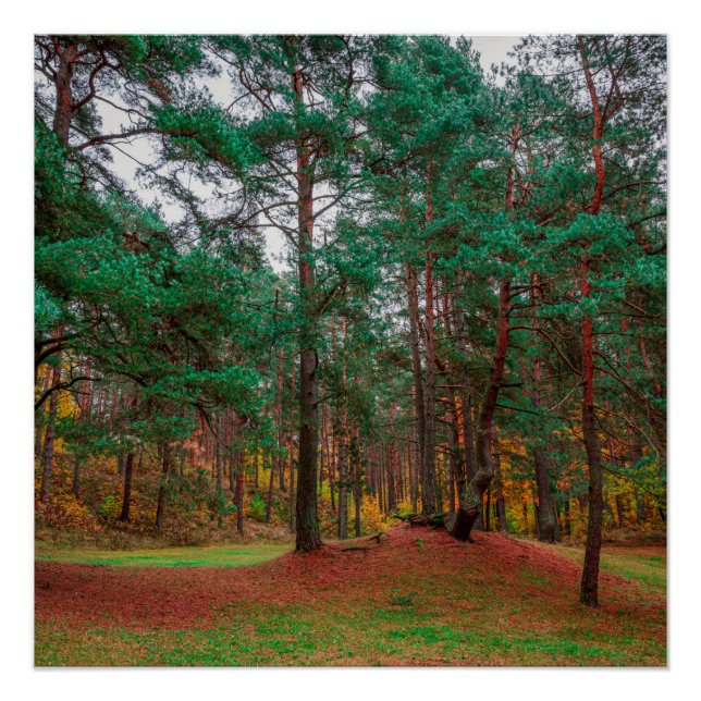 Póster Floresta do outono (Frente)
