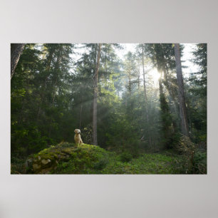 Poster Floresta do pinho do cão do golden retriever