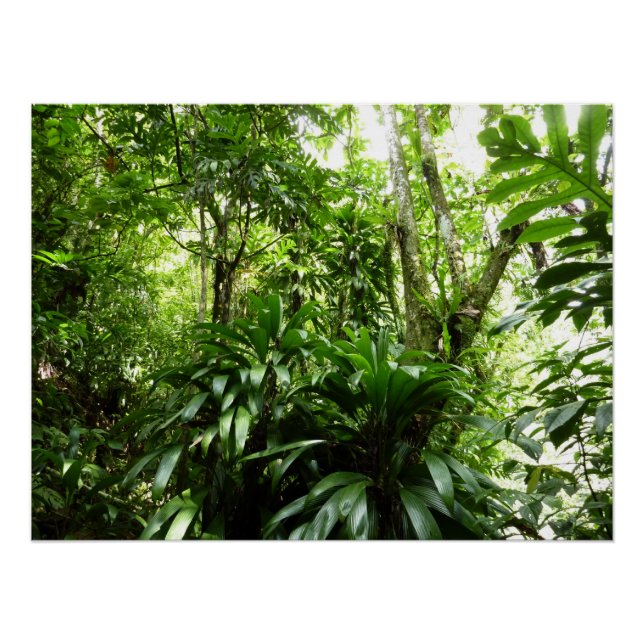 Póster Floresta Dominicana I Natureza Verde Tropical (Frente)