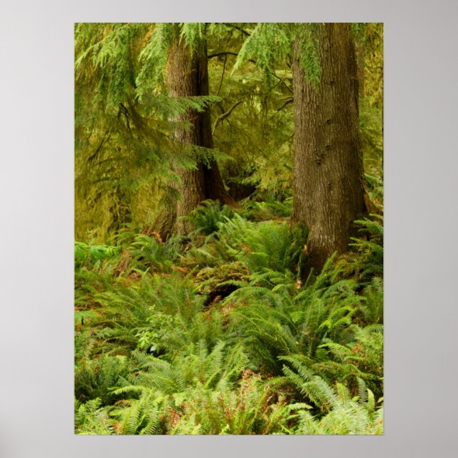 Poster Floresta e Ferns Expurgados | Eco-a State Park, Or (Frente)