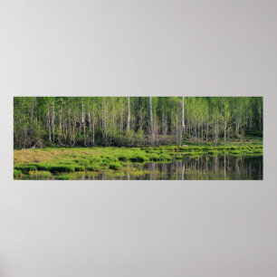 Poster Floresta Emerald