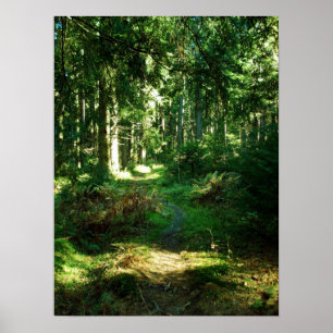 Poster floresta enchanted