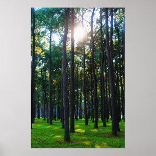 Póster Floresta Enchanting