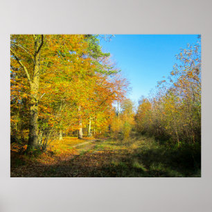 Poster Floresta Ensolarada de Outono - Personalizado