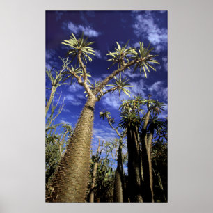 Poster Floresta Espinhosa Formada Por Árvores Pachypodium