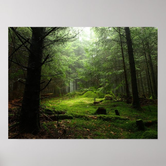 Poster Floresta Estérica (Frente)