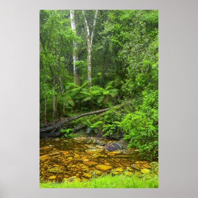 Poster Floresta, Florestas Montanhosas de Knysna-Amatole (Frente)