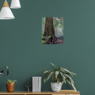 Poster Floresta Gigante Fotografia de Conífera