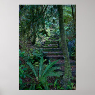 Póster Floresta húmida