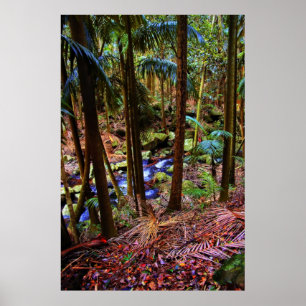 Póster Floresta húmida australiana