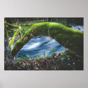 Poster Floresta mágica encantada