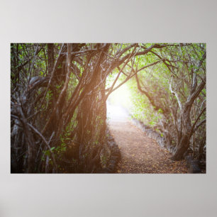 Póster Floresta mágica na manhã