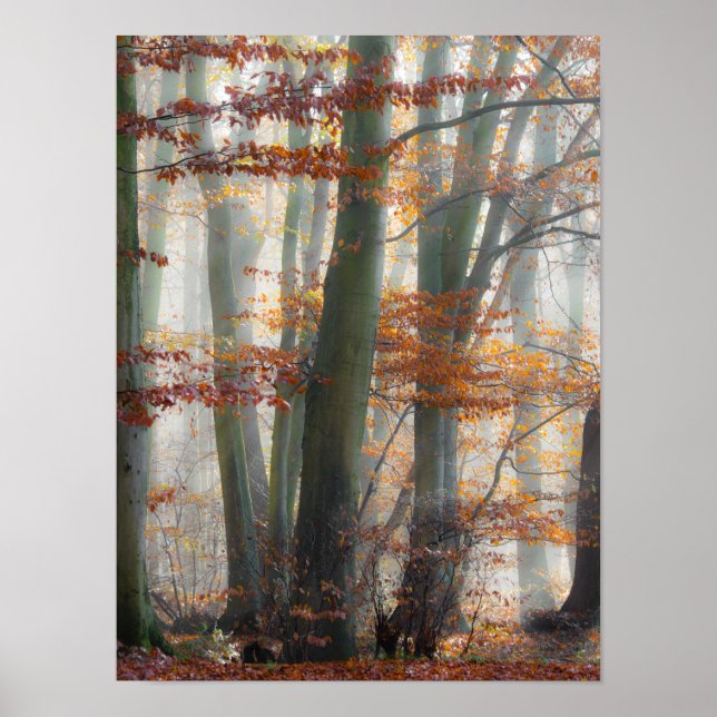 Póster Floresta Mística de Foggy no outono (Frente)