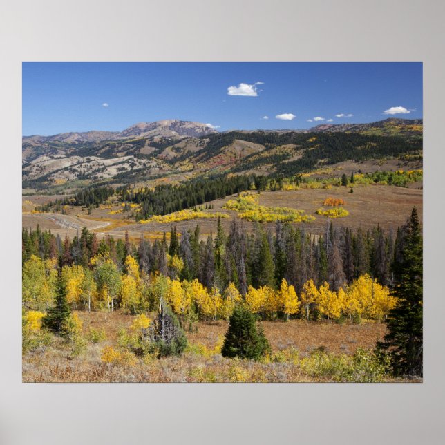 Póster Floresta Nacional de Bridger-Teton (Frente)