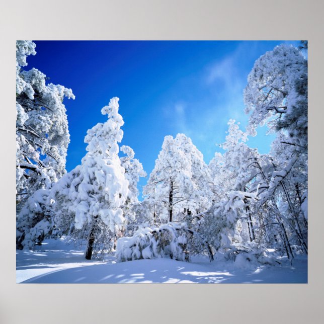 Poster Floresta Nacional de Cleveland (Frente)