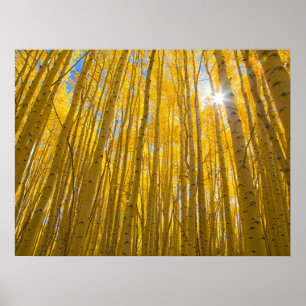 Poster Floresta Nacional de White River