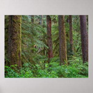 Poster Floresta Nacional Willamette   Oregon