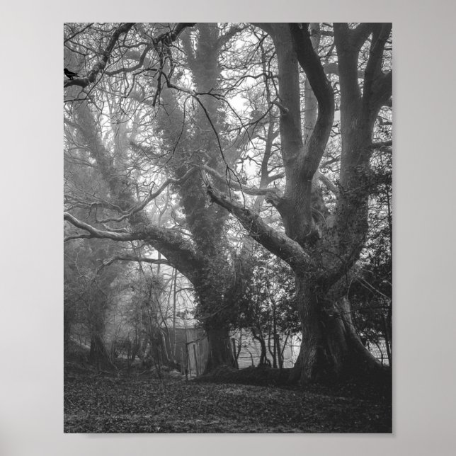 Poster Floresta Negra e Fotografia Branca (Frente)