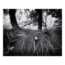 Póster Floresta no nível do rato