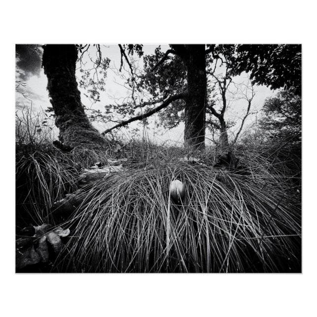 Póster Floresta no nível do rato (Frente)