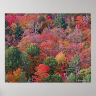 Póster Floresta no outono com folhagem de outono.