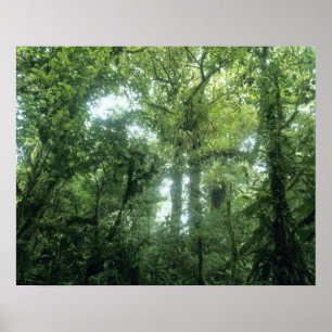 Póster Floresta Nubosa de Monteverde, Costa Rica.
