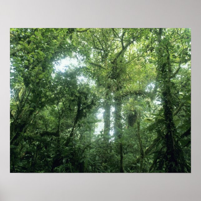 Póster Floresta Nuvem Monteverde, Costa Rica. (Frente)