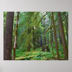 Poster Floresta Primária