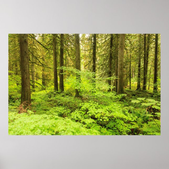Poster floresta primária no bosque dos Patriarcas (Frente)
