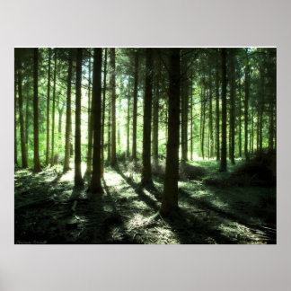 Póster Floresta profunda