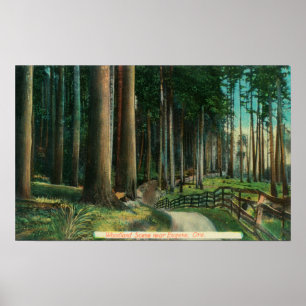 Poster Floresta SceneEugene, OU