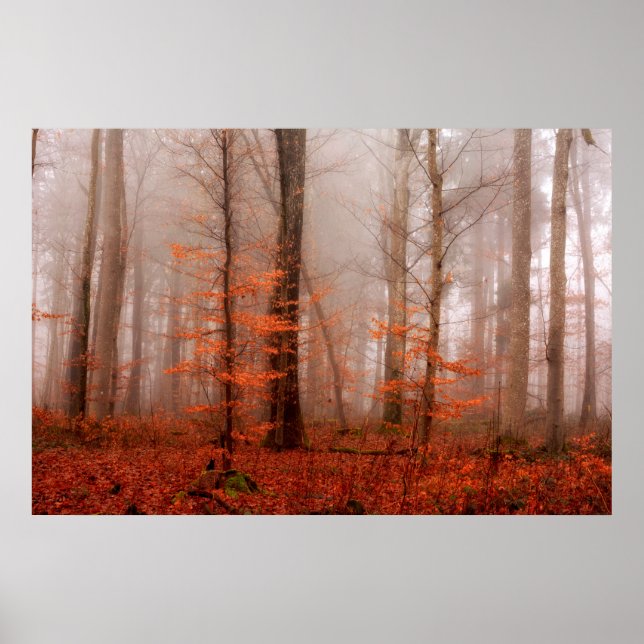 Poster Floresta sem neve dramática vermelha nebulosa de i (Frente)