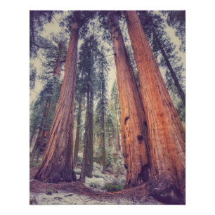 Póster Floresta Sequoia