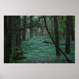 Póster Floresta Silenciosa