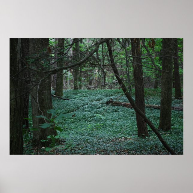 Póster Floresta Silenciosa (Frente)