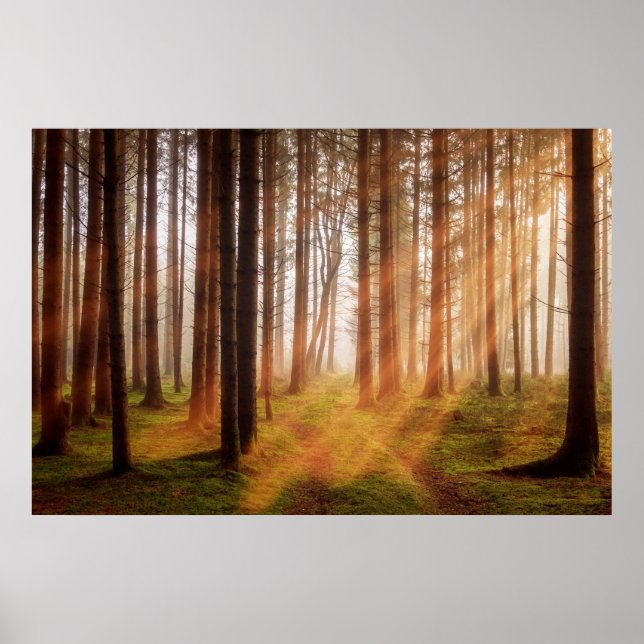 Poster Floresta solar (Frente)