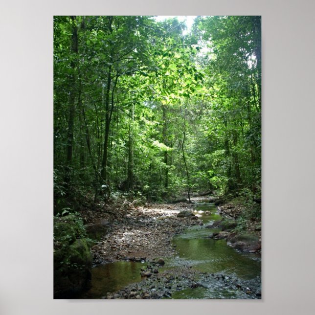 Póster Floresta Suriname (Frente)