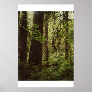Póster Floresta tropical