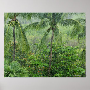 Poster Floresta tropical 2