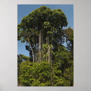 Póster Floresta tropical à beira do rio Rewa, Guiana